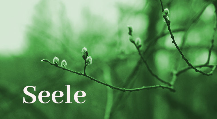 gemmo_seele