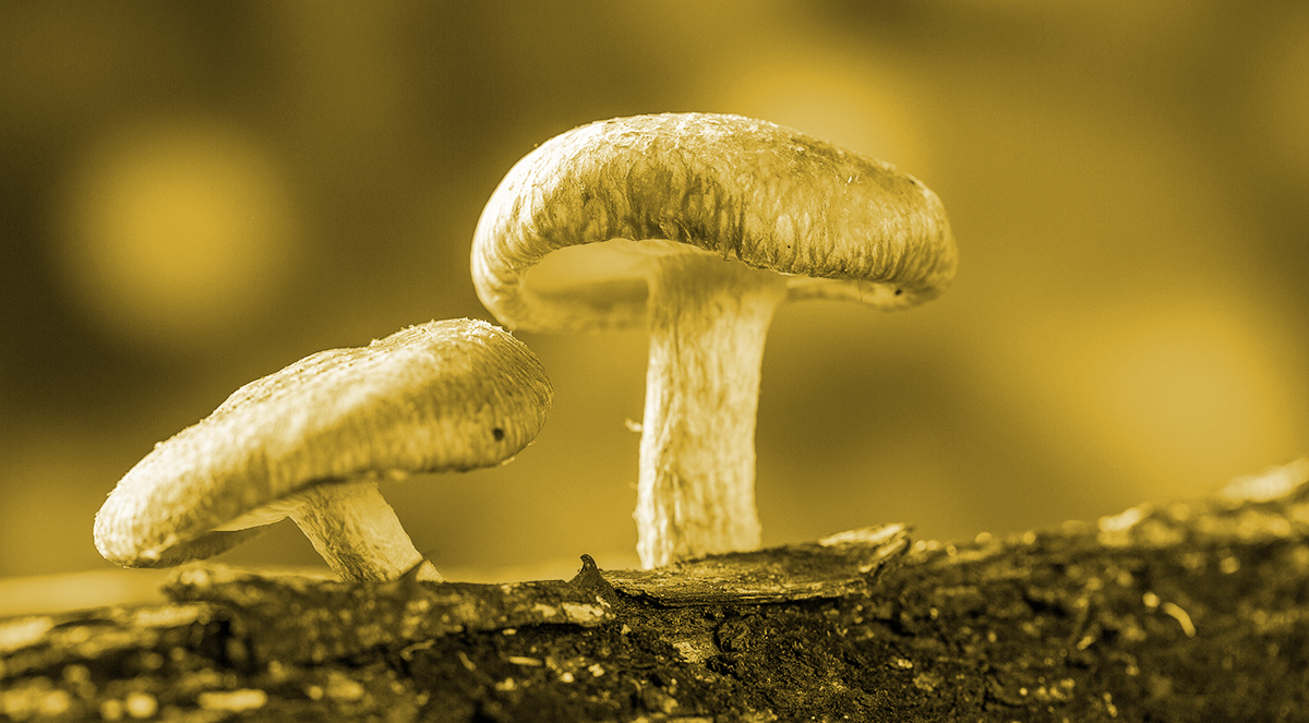 Shiitake mushroom growing on tree